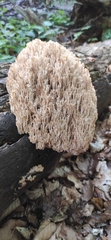 Artomyces pyxidatus