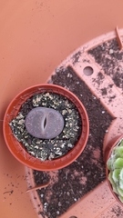 Lithops