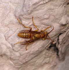Polistes wattii
