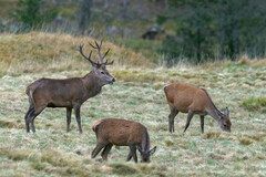 Red Deer photo 5