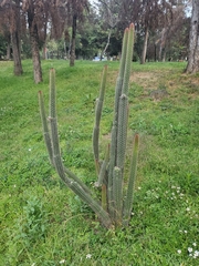 Nyctocereus serpentinus