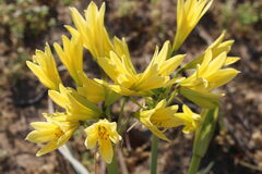 Zephyranthes bagnoldii