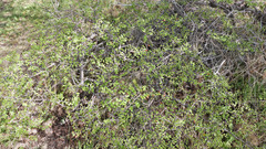 Nothofagus antarctica