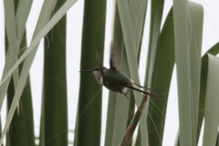 Thaumastura cora