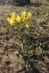 Zephyranthes bagnoldii