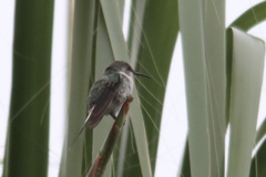 Thaumastura cora