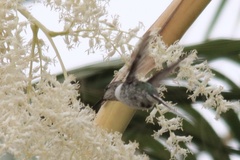 Thaumastura cora