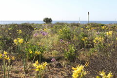 Zephyranthes bagnoldii