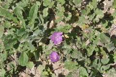 Eremalche parryi kernensis