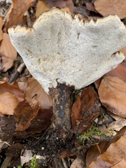 Jahnoporus hirtus