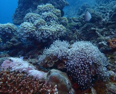 Euphyllia glabrescens