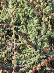 Camphorosma monspeliaca