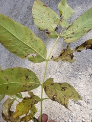 Fraxinus nigra