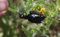 Lytta sublaevis