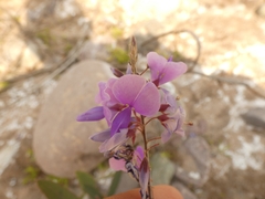 Desmodium bridgesii