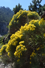 Genista radiata