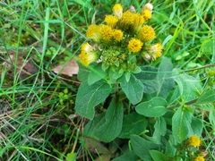 Pentanema squarrosum