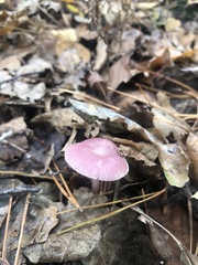 Mycena rosea