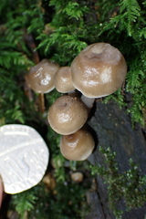 Mycena tuvara