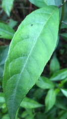Hydrangea chinensis