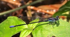 Argia nigrior