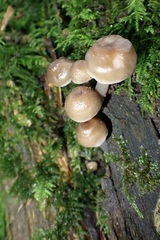 Mycena tuvara