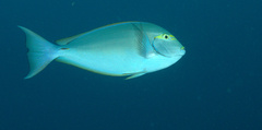 Acanthurus mata
