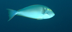 Acanthurus mata