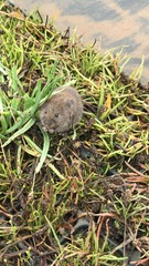 Arvicola amphibius