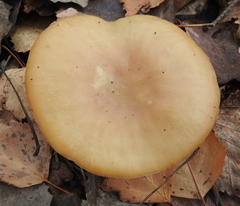 Paralepista