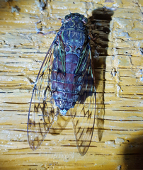 Cicadidae
