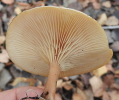 Paralepista