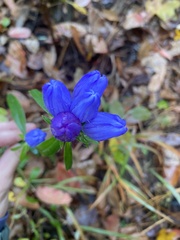 Gentiana saponaria