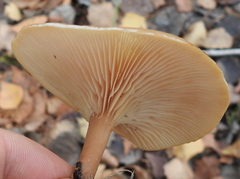 Paralepista