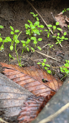 Floerkea proserpinacoides