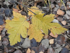 Crataegus mollis