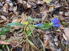 Gentiana saponaria