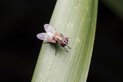 Muscidae