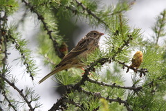 Emberiza hortulana