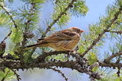 Emberiza hortulana