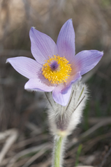 Pulsatilla grandis