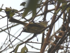 Phylloscartes ventralis