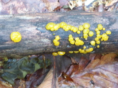 Dacrymyces capitatus