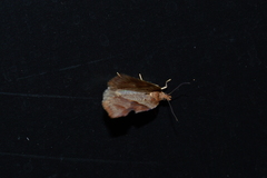 Acleris maccana