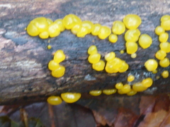 Dacrymyces capitatus