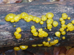 Dacrymyces capitatus