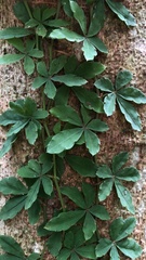 Tetrastigma obtectum glabrum