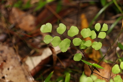 Adiantum atroviride