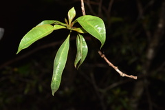 Heteropyxis natalensis