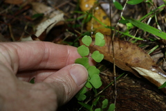 Adiantum atroviride